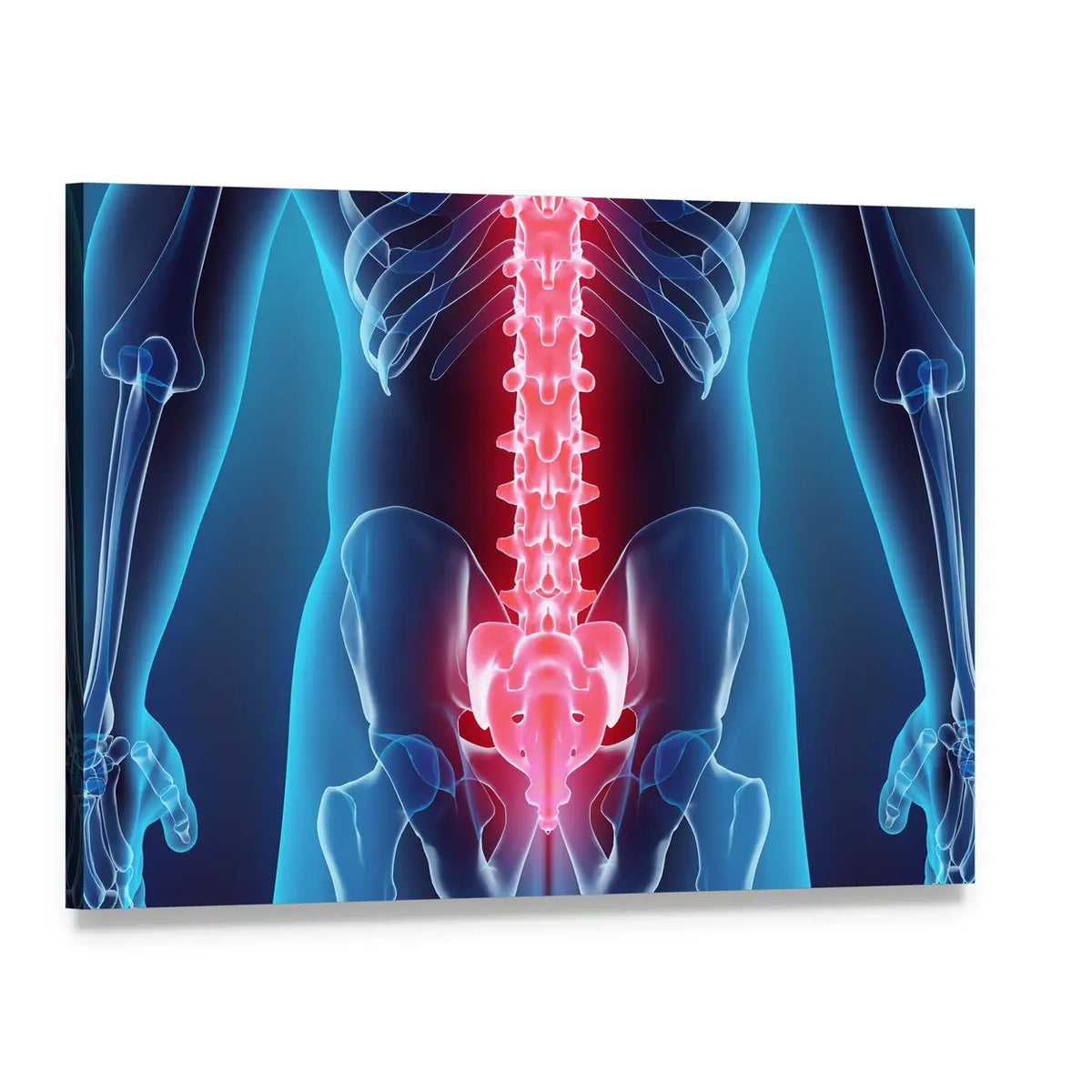 Anatomical Spine Illustration Canvas Wall Art, single panel gallery wrapped canvas, angled product view