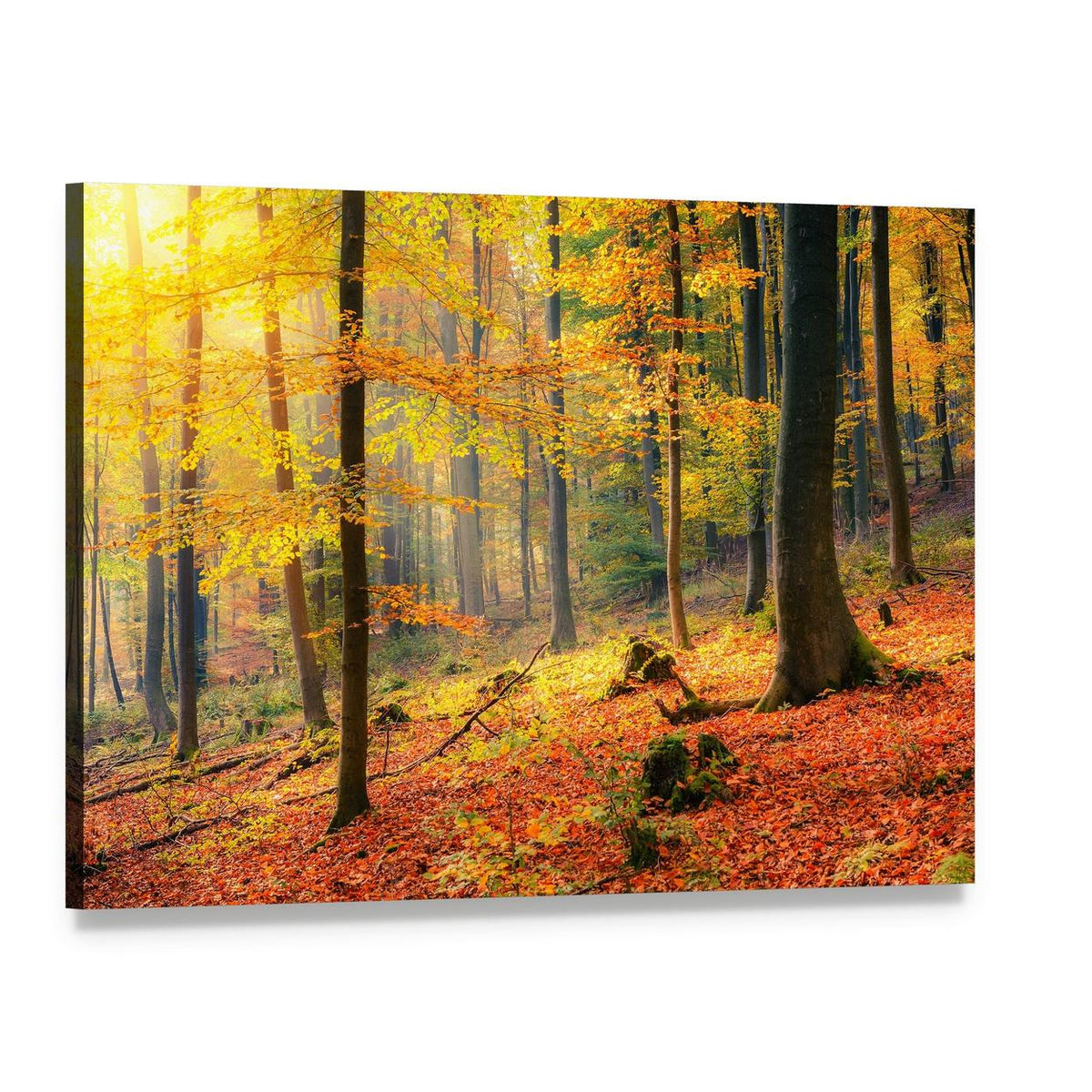 Foggy Autumn Forest Canvas Wall Art, single panel gallery wrapped canvas, angled product view