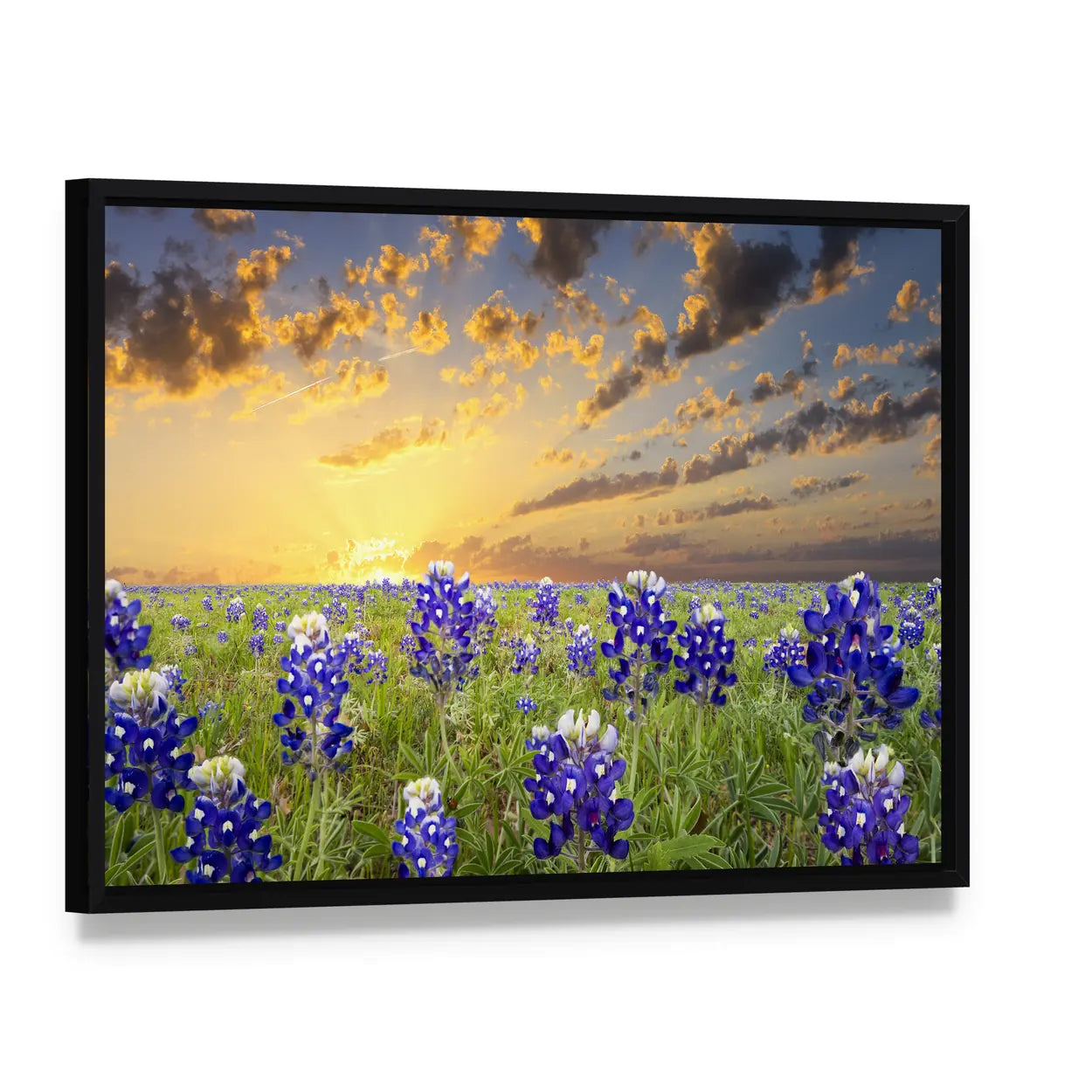 Bluebonnets In The Texas Hill County Canvas Wall Art, framed canvas in a black floater frame, angled product view