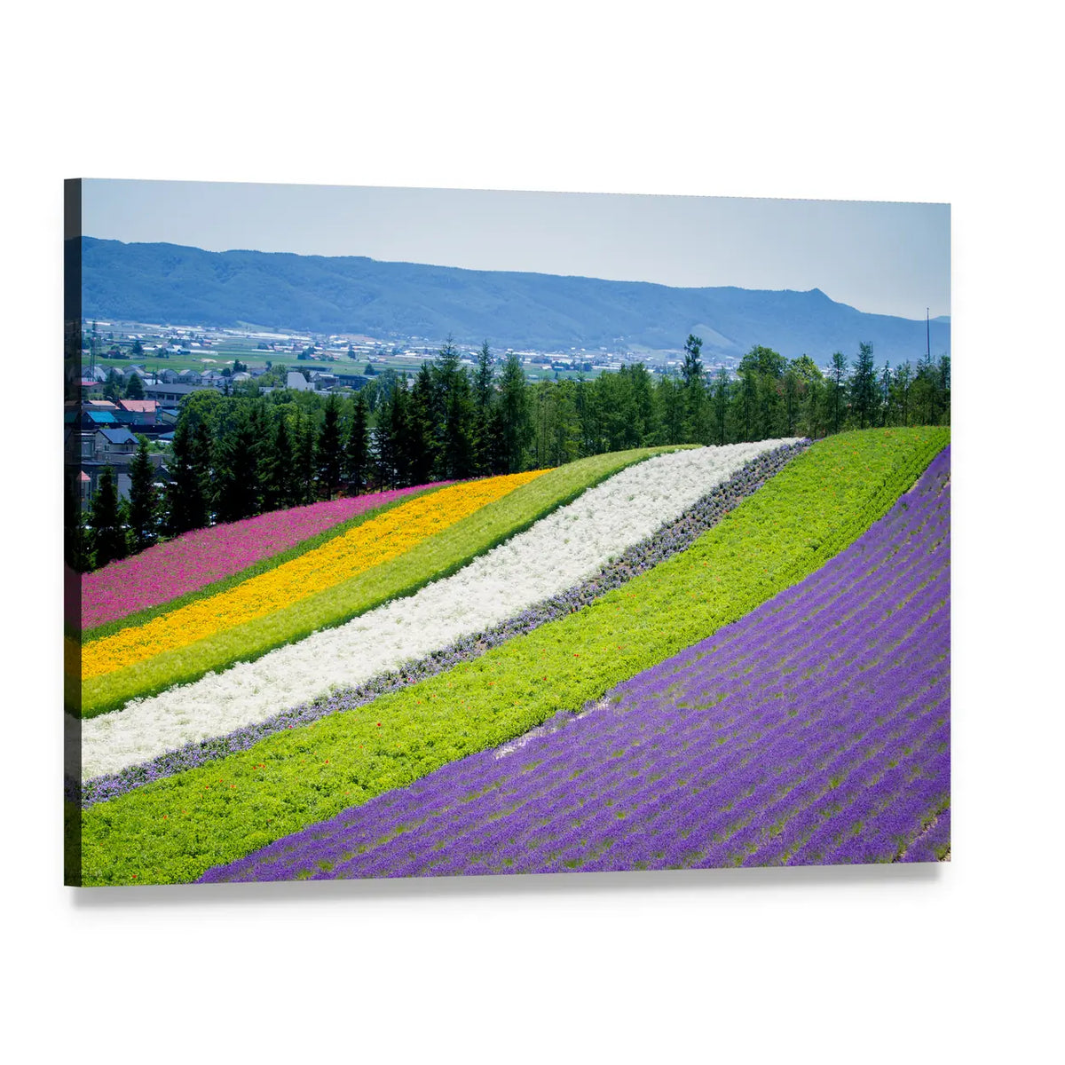 Lavender Garden in Japan Canvas Wall Art, single panel gallery wrapped canvas, angled product view