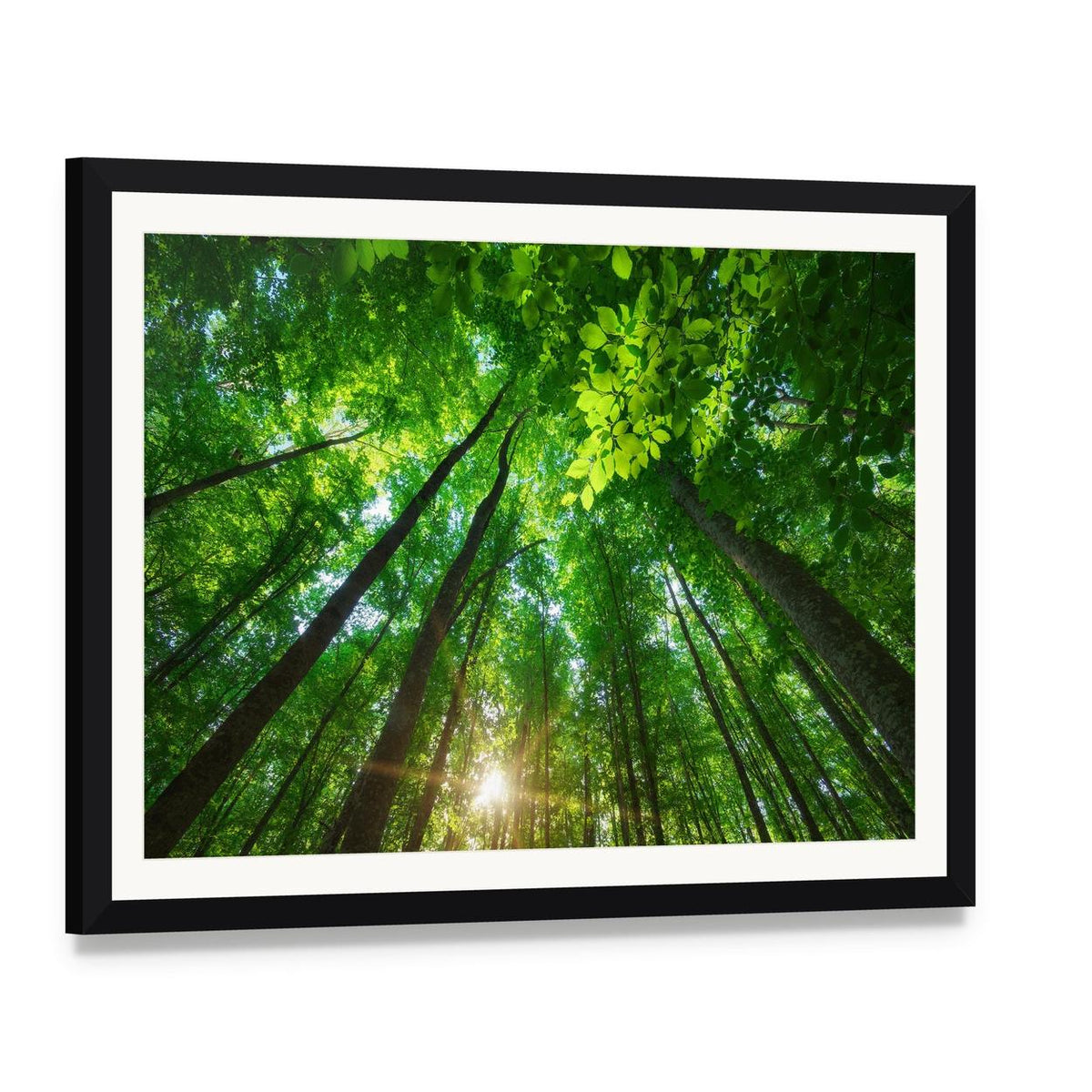 Sunlit Forest with Tall Trees Canvas Wall Art, framed print with white mat and black frame, angled product view