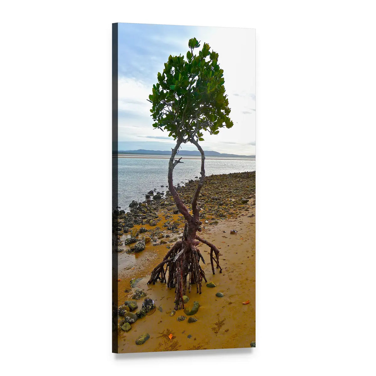 Mangrove with Exposed Roots on Stony Shore Vertical Canvas Wall Art, 1 panel 1 Vertical layout gallery wrapped canvas set, angled product view