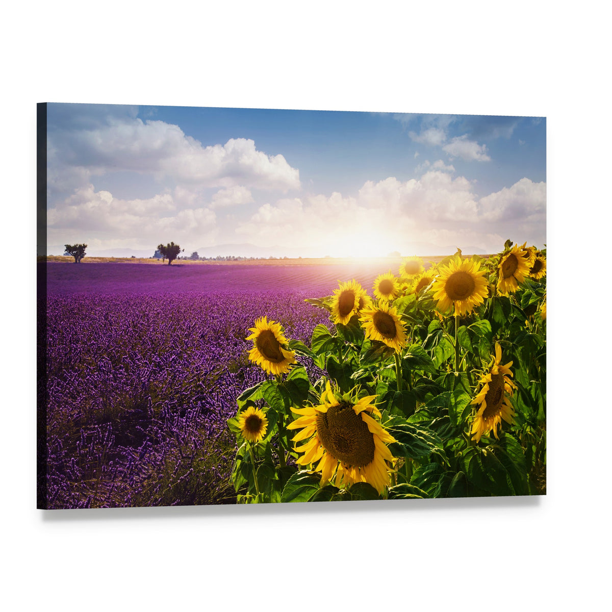 Lavender & Sunflower Fields Canvas Wall Art, single panel gallery wrapped canvas, angled product view