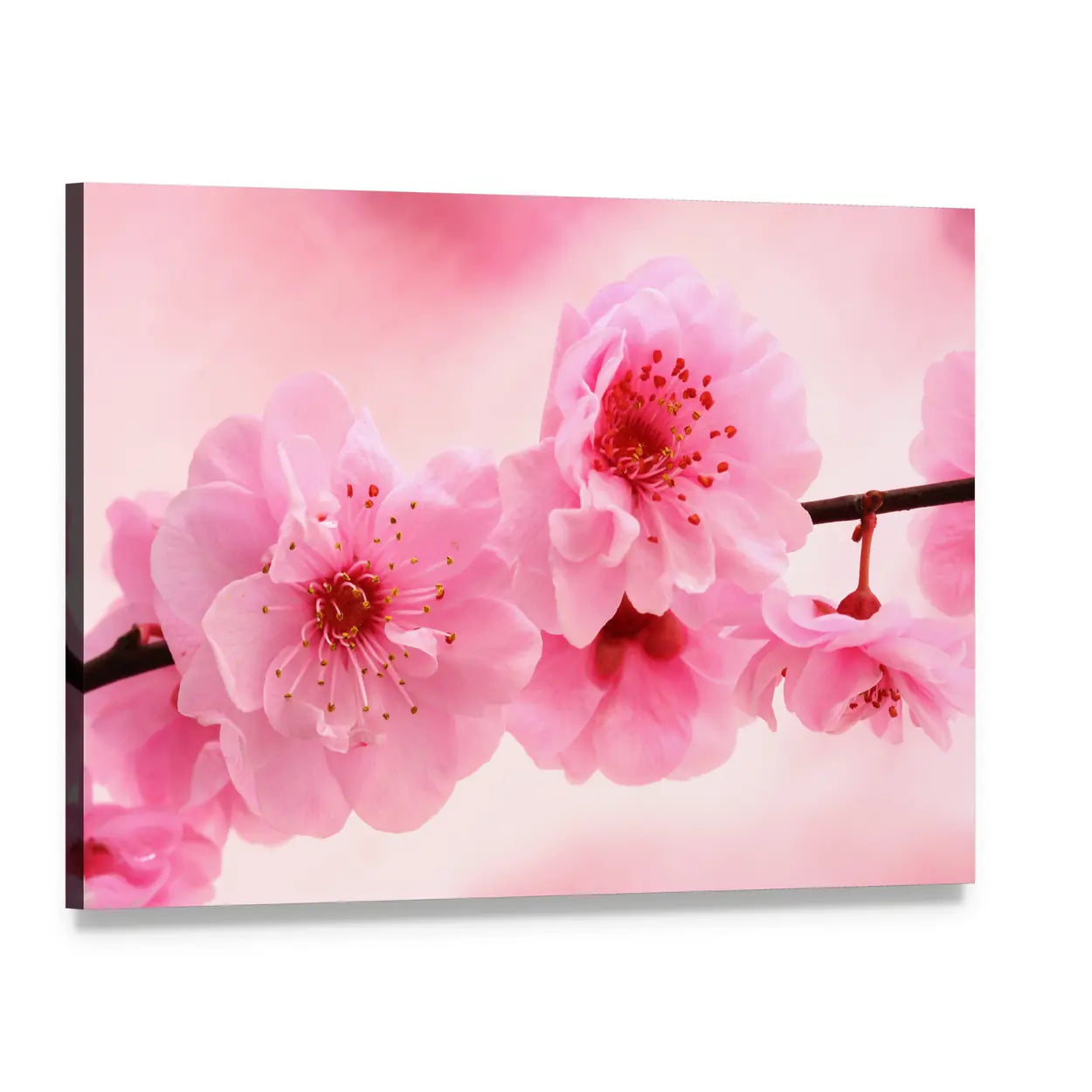 Pink Flowers In Spring Canvas Wall Art, single panel gallery wrapped canvas, angled product view