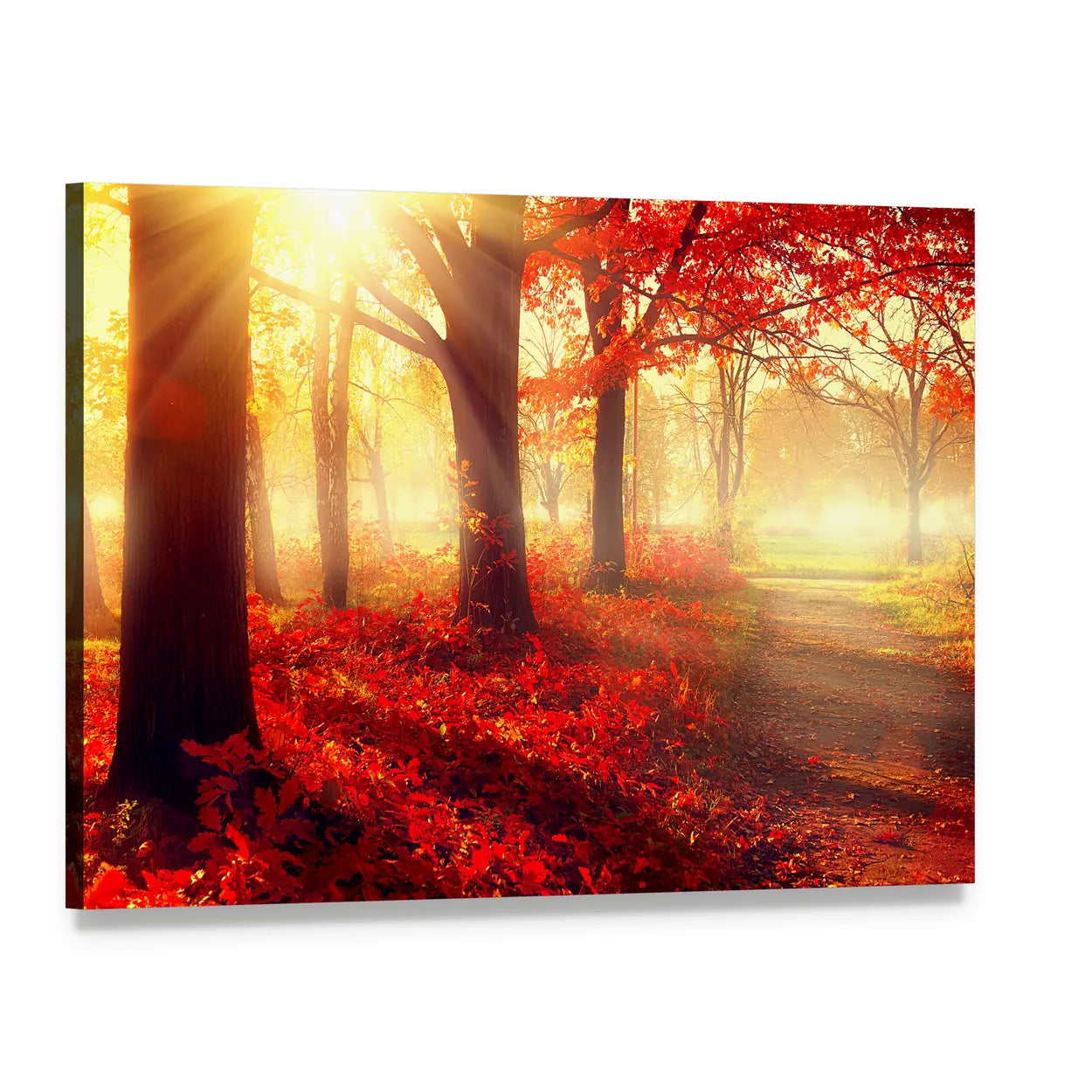 Autumn Park in Morning Sun Canvas Wall Art, single panel gallery wrapped canvas, angled product view