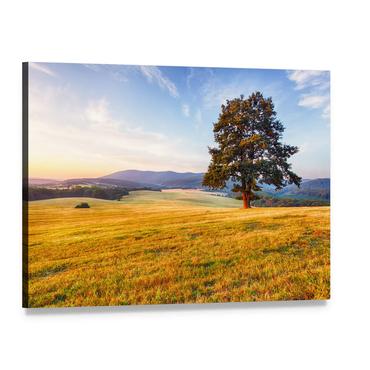 Spring Landscape with Lone Tree and Sun Canvas Wall Art, single panel gallery wrapped canvas, angled product view