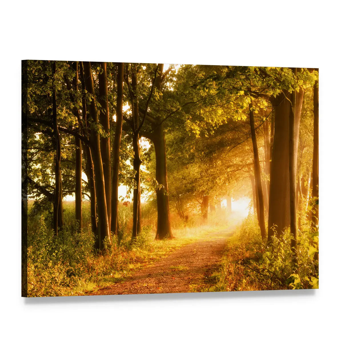 Misty Footpath in Autumn Forest Canvas Wall Art, single panel gallery wrapped canvas, angled product view