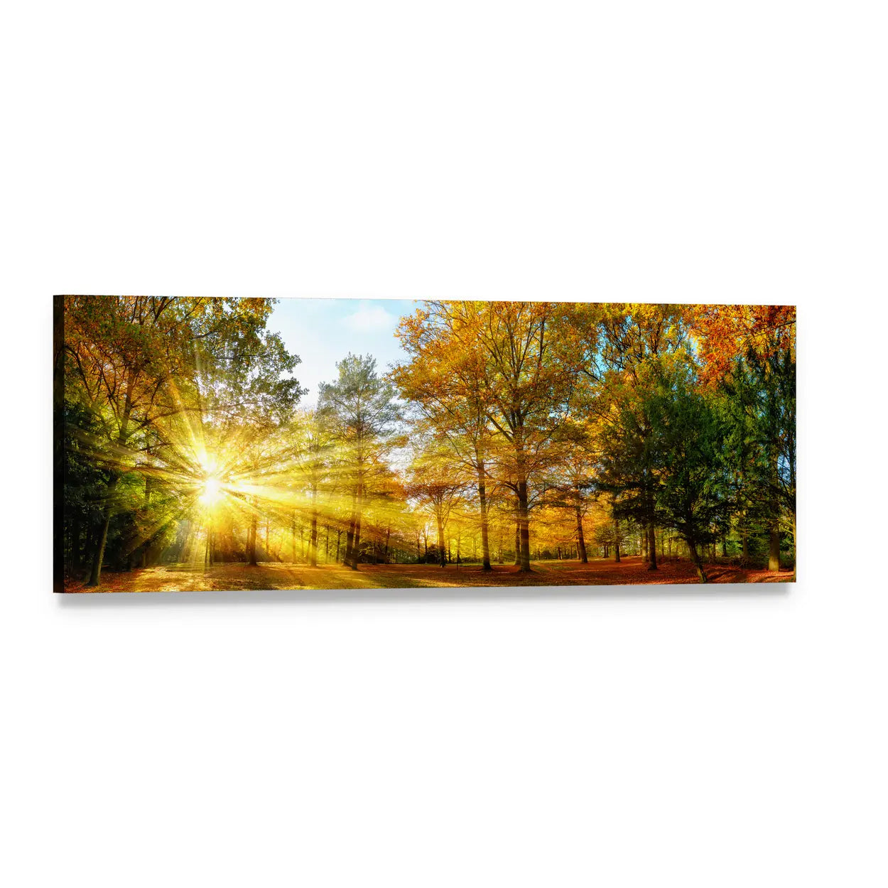 Golden Autumn Forest Sunburst Panoramic Canvas Wall Art, single panel gallery wrapped canvas, angled product view