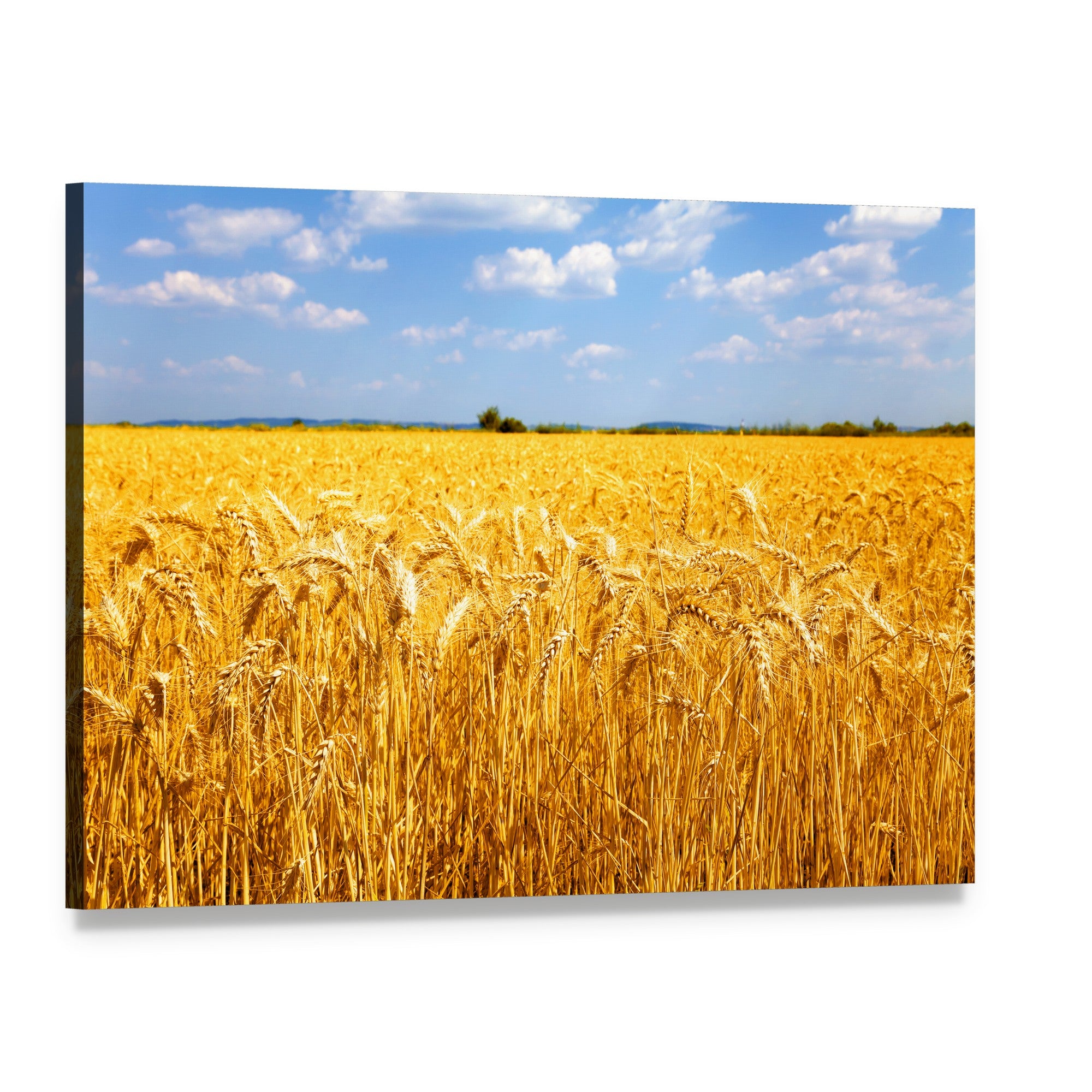Wheat Ready for Harvest Canvas Wall Art, single panel gallery wrapped canvas, angled product view