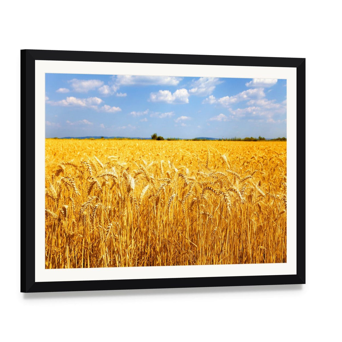 Wheat Ready for Harvest Canvas Wall Art, framed print with white mat and black frame, angled product view