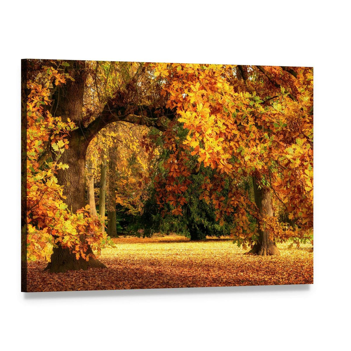 Magnificent Oak Tree with Vibrant Autumn Foliage Canvas Wall Art, single panel gallery wrapped canvas, angled product view