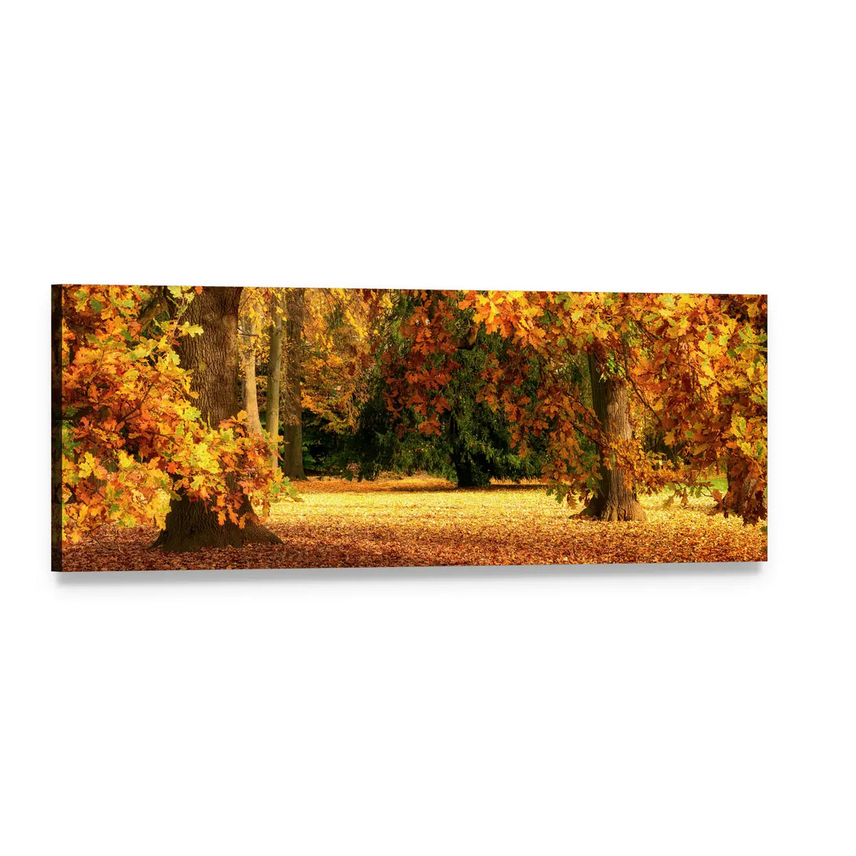 Tranquil Autumn Forest Panoramic Canvas Wall Art, single panel gallery wrapped canvas, angled product view
