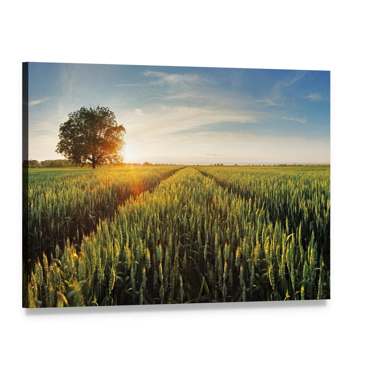 Wheat Field at Sunset Canvas Wall Art, single panel gallery wrapped canvas, angled product view