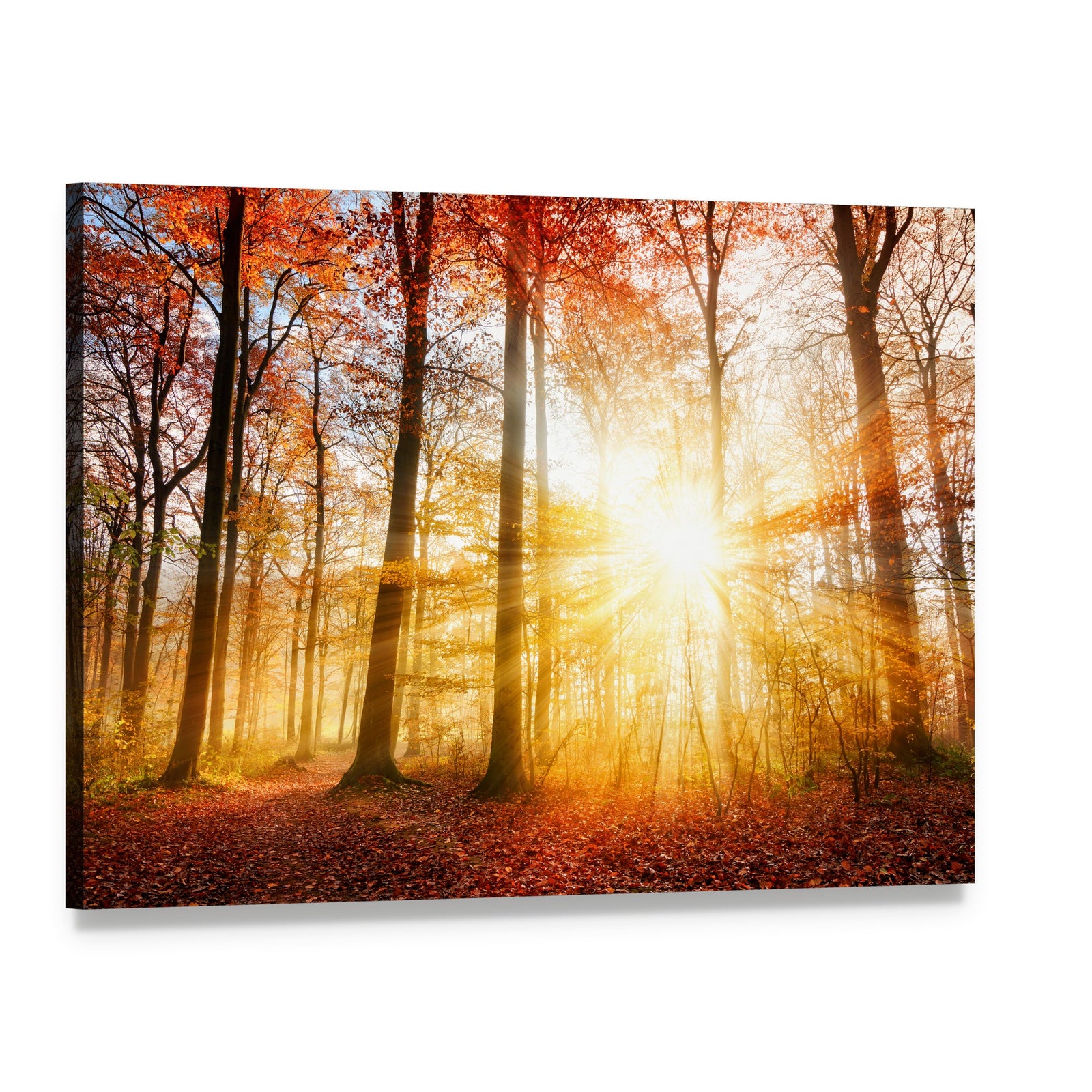 Warm Autumn Scenery in a Forest with Sun Rays Canvas Wall Art, single panel gallery wrapped canvas, angled product view