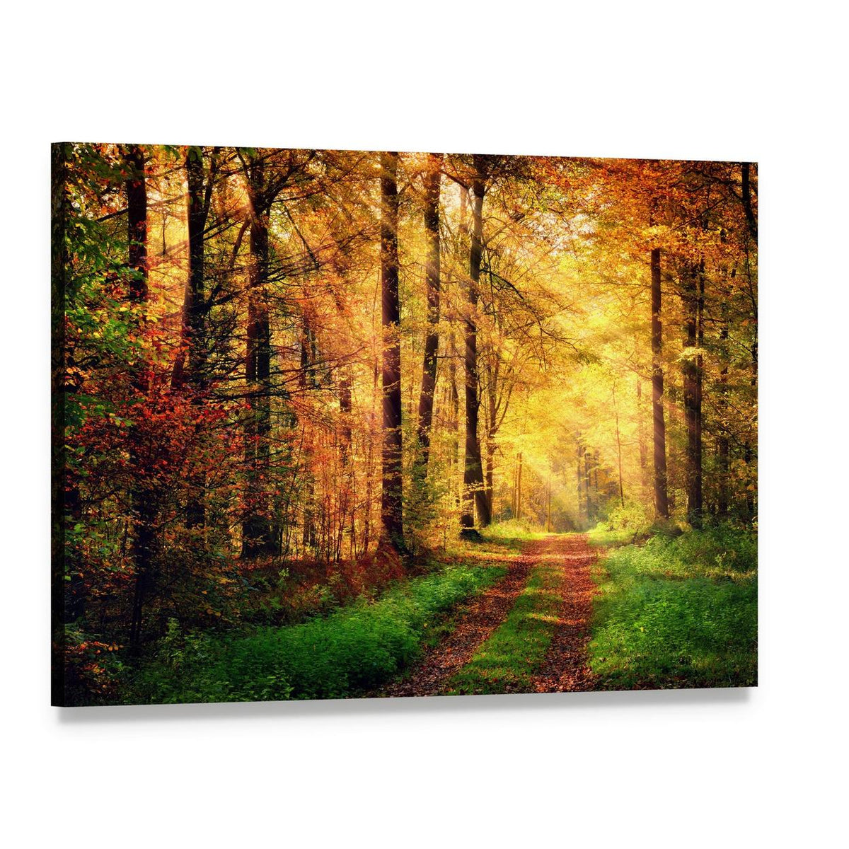 Autumn Forest Pathway Canvas Wall Art, single panel gallery wrapped canvas, angled product view