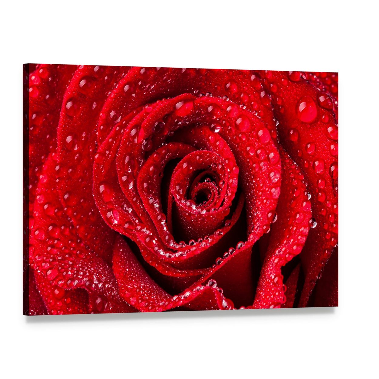 Red Rose with Dew Drops Canvas Wall Art, single panel gallery wrapped canvas, angled product view
