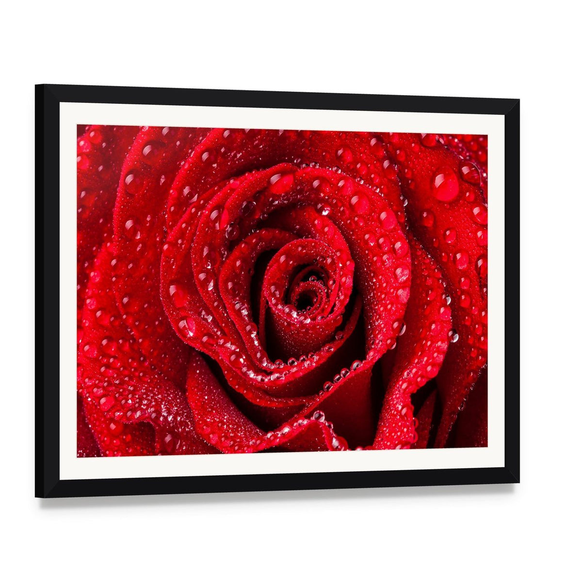 Red Rose with Dew Drops Canvas Wall Art, framed print with white mat and black frame, angled product view