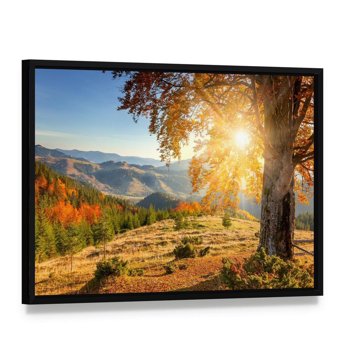 Yellow Autumn Tree Against the Sun Canvas Wall Art, framed canvas in a black floater frame, angled product view