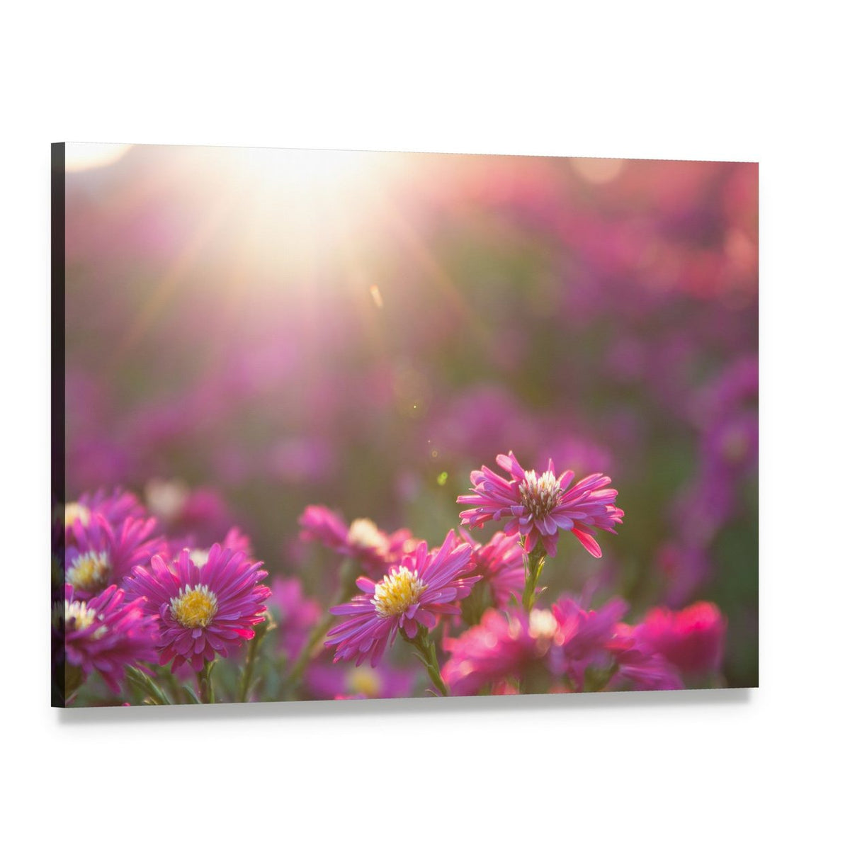 Pink Daisy Canvas Wall Art, single panel gallery wrapped canvas, angled product view