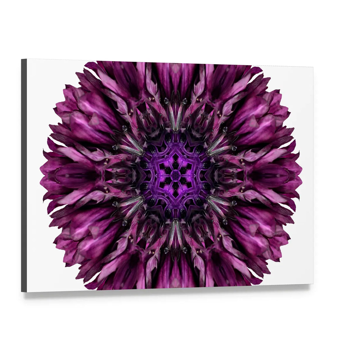 Purple Cornflower Mandala Canvas Wall Art, single panel gallery wrapped canvas, angled product view