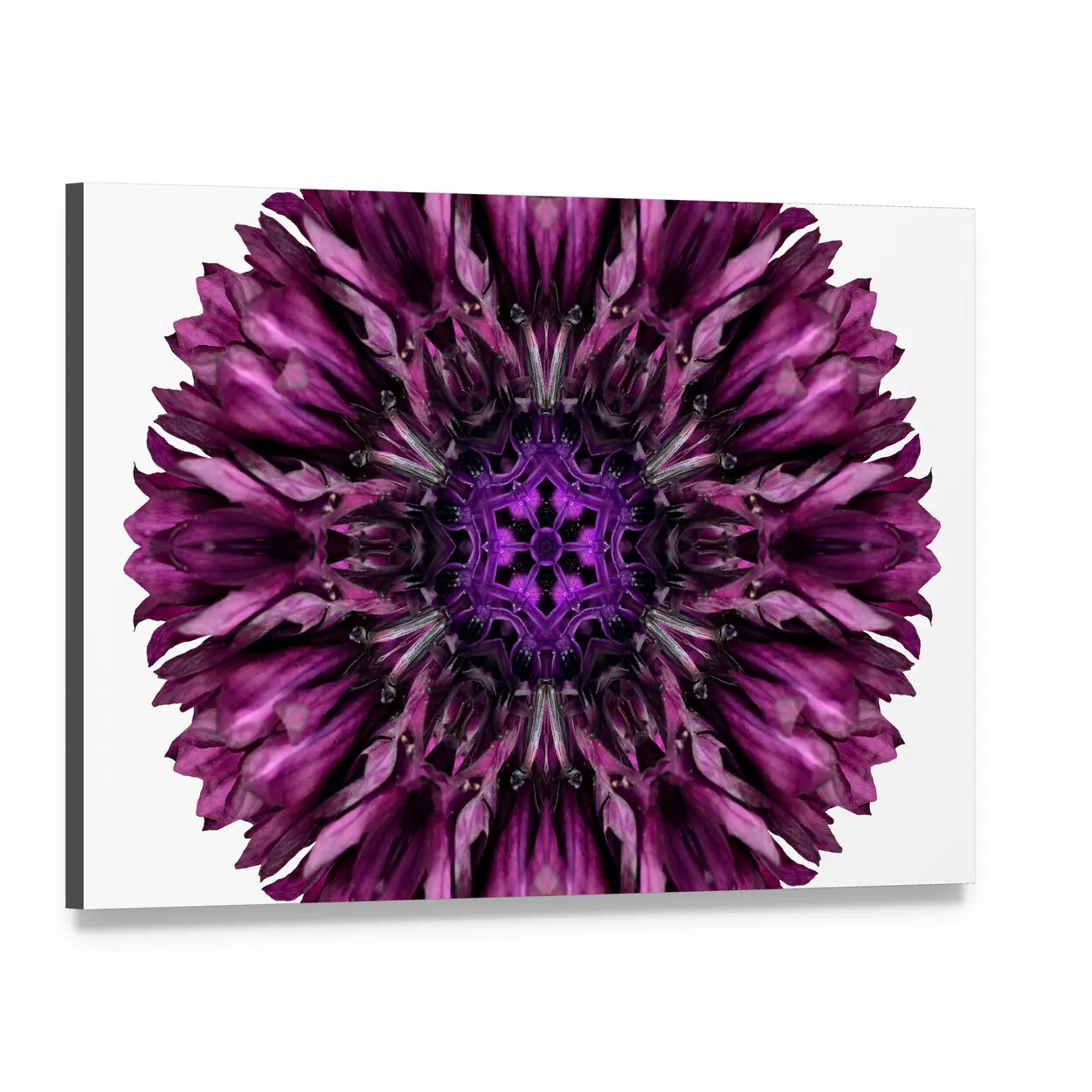 Purple Cornflower Mandala Canvas Wall Art, single panel gallery wrapped canvas, angled product view