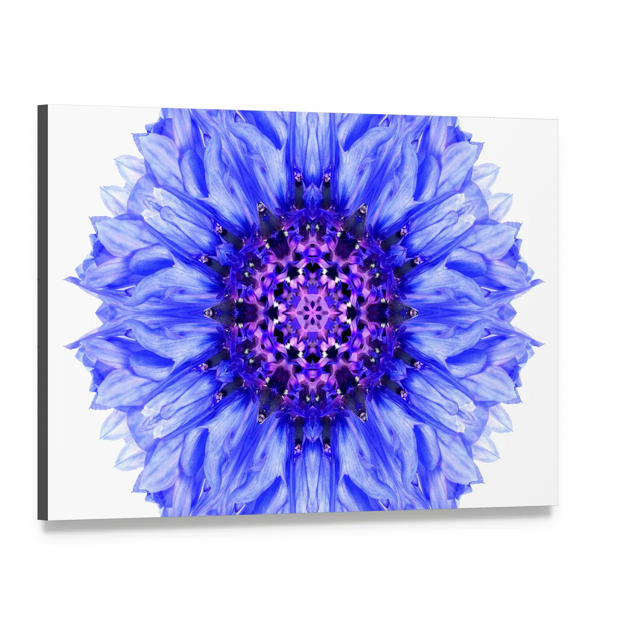 Blue Cornflower Mandala Canvas Wall Art, single panel gallery wrapped canvas, angled product view