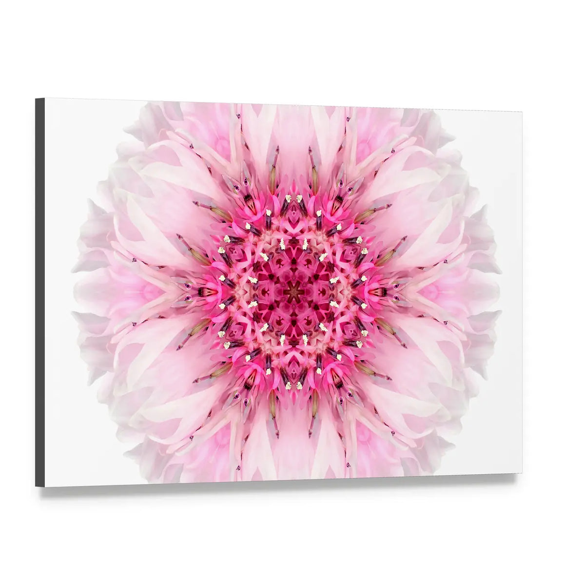 Pink Cornflower Mandala Canvas Wall Art, single panel gallery wrapped canvas, angled product view