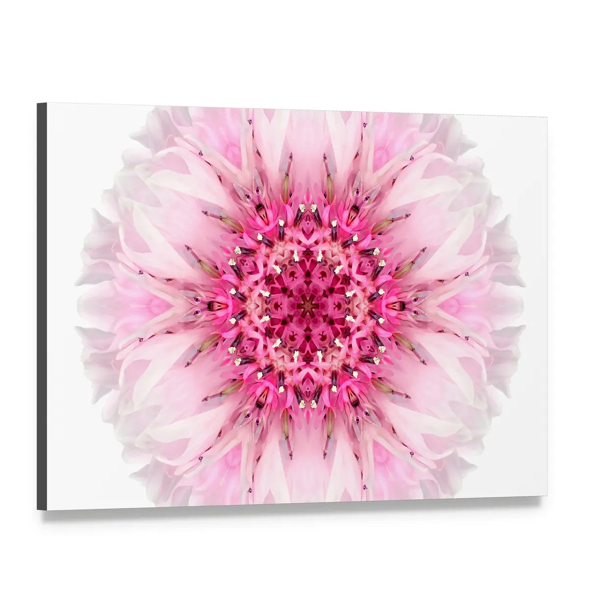 Pink Cornflower Mandala Canvas Wall Art, single panel gallery wrapped canvas, angled product view