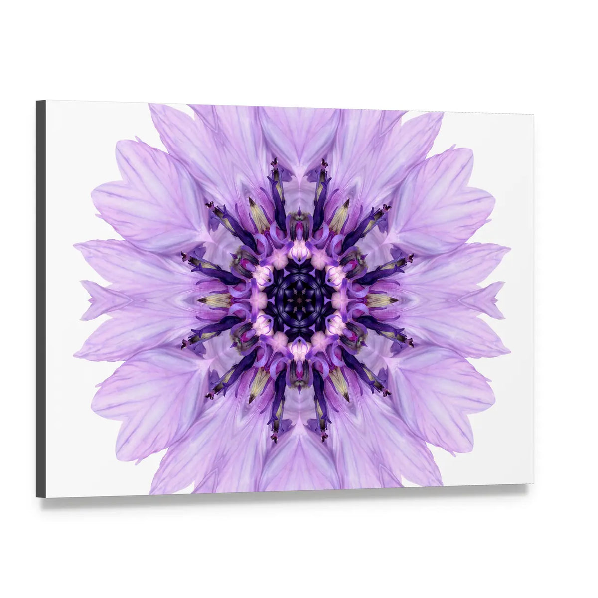 Purple Cornflower Mandala Canvas Wall Art, single panel gallery wrapped canvas, angled product view