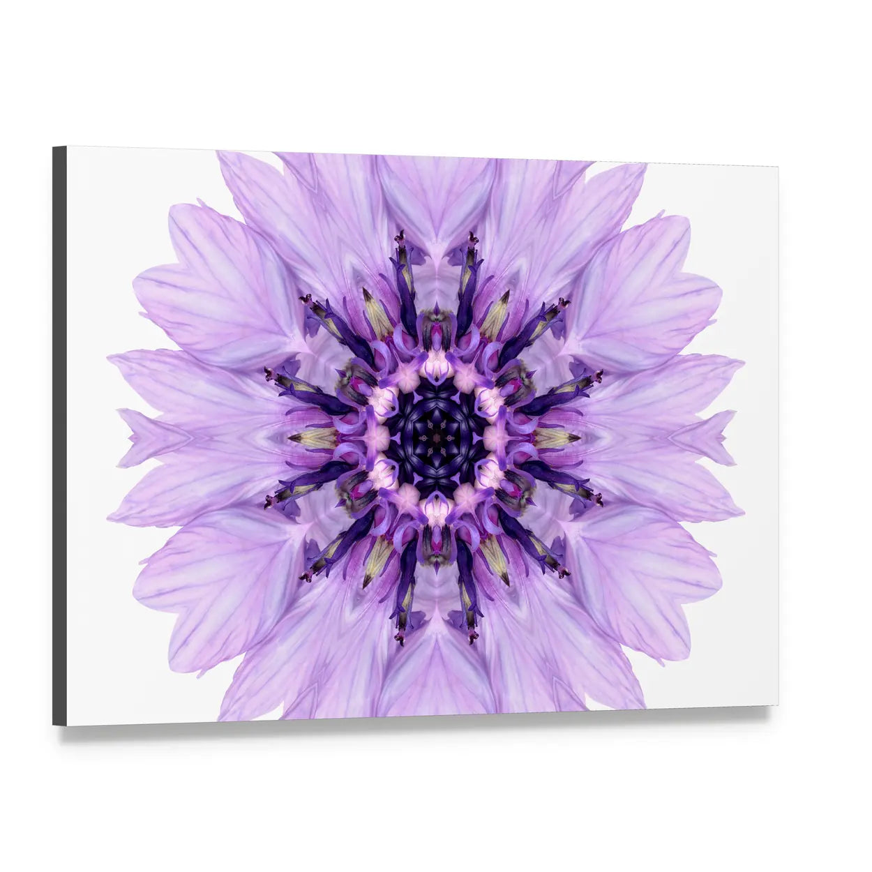 Purple Cornflower Mandala Canvas Wall Art, single panel gallery wrapped canvas, angled product view
