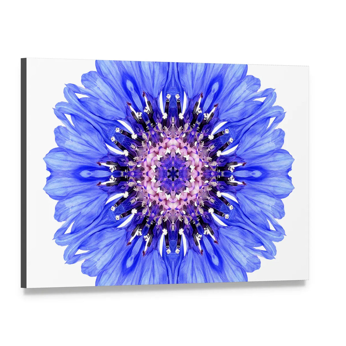 Blue Cornflower Mandala Canvas Wall Art, single panel gallery wrapped canvas, angled product view