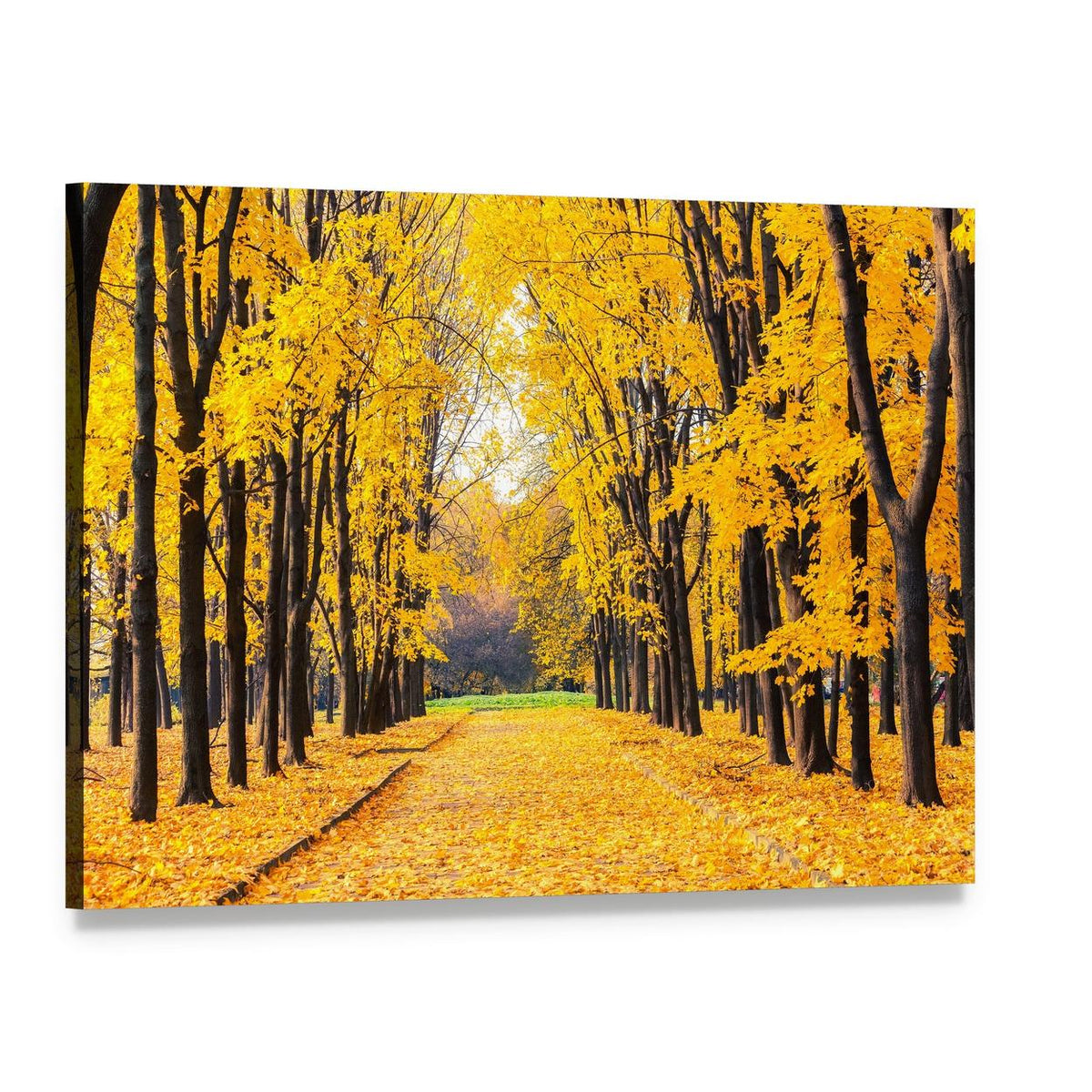 Autumn Path Through Trees Canvas Wall Art, single panel gallery wrapped canvas, angled product view