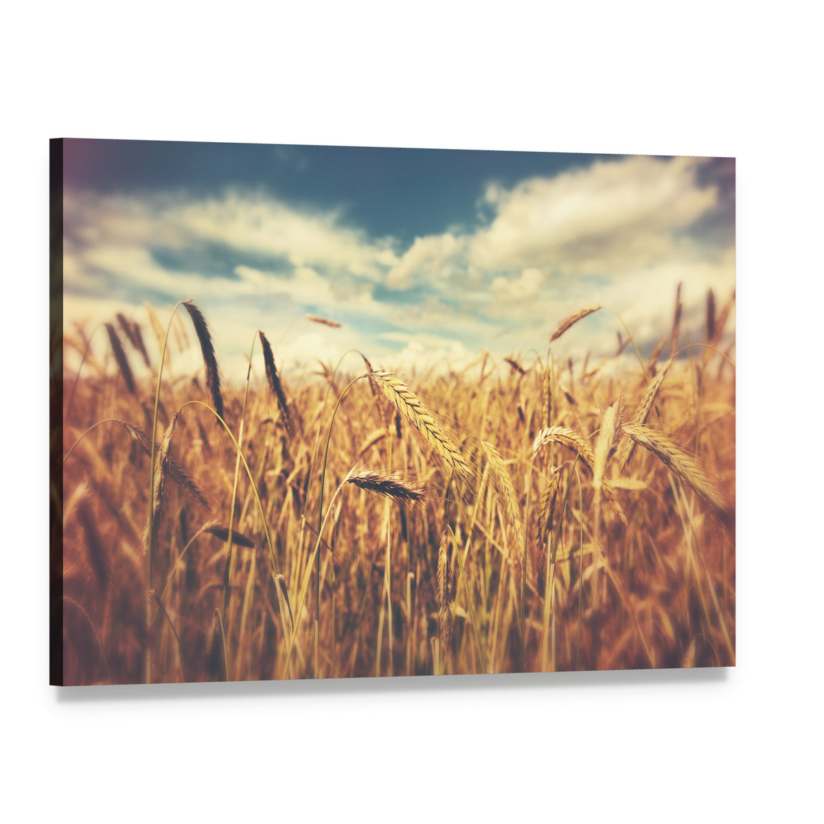 Sunny Wheat Field Canvas Wall Art, single panel gallery wrapped canvas, angled product view