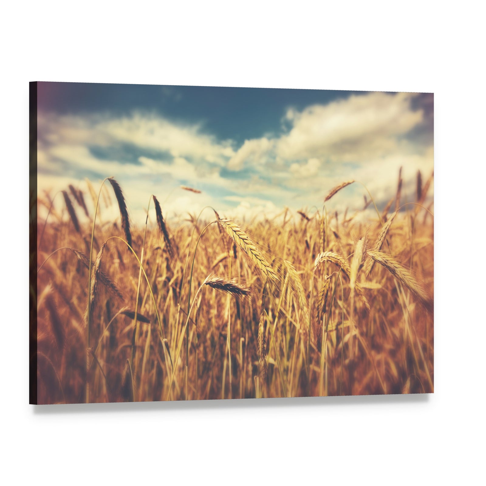 Sunny Wheat Field Canvas Wall Art, single panel gallery wrapped canvas, angled product view