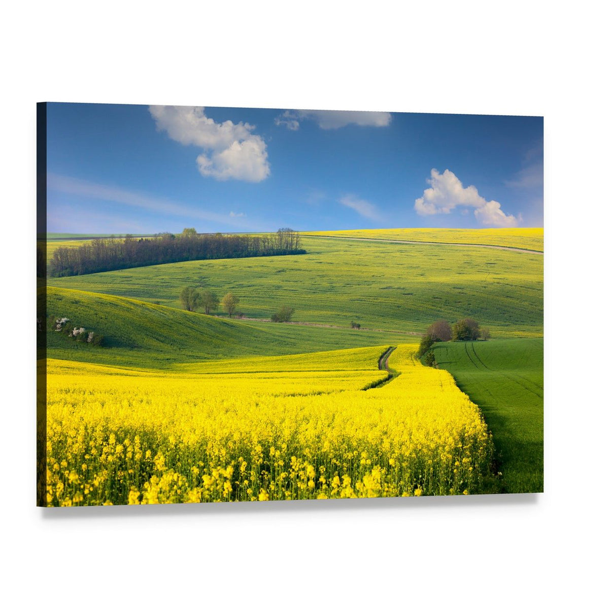 Canola Field on Rolling Hills Canvas Wall Art, single panel gallery wrapped canvas, angled product view