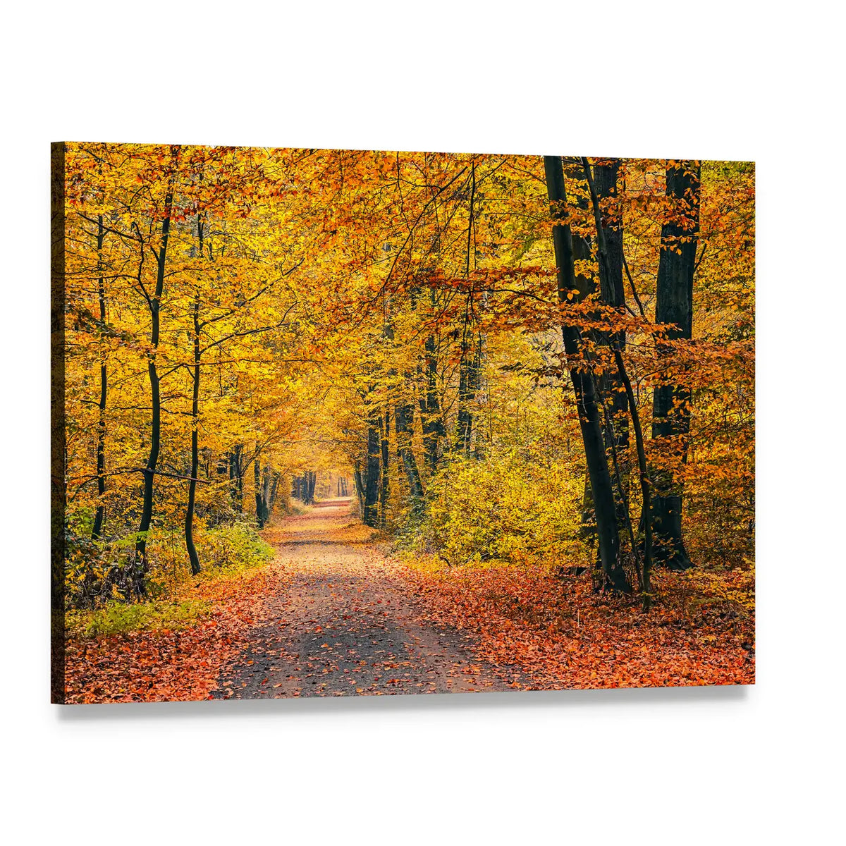 Autumn Forest Pathway with Golden Canopy Canvas Wall Art, single panel gallery wrapped canvas, angled product view