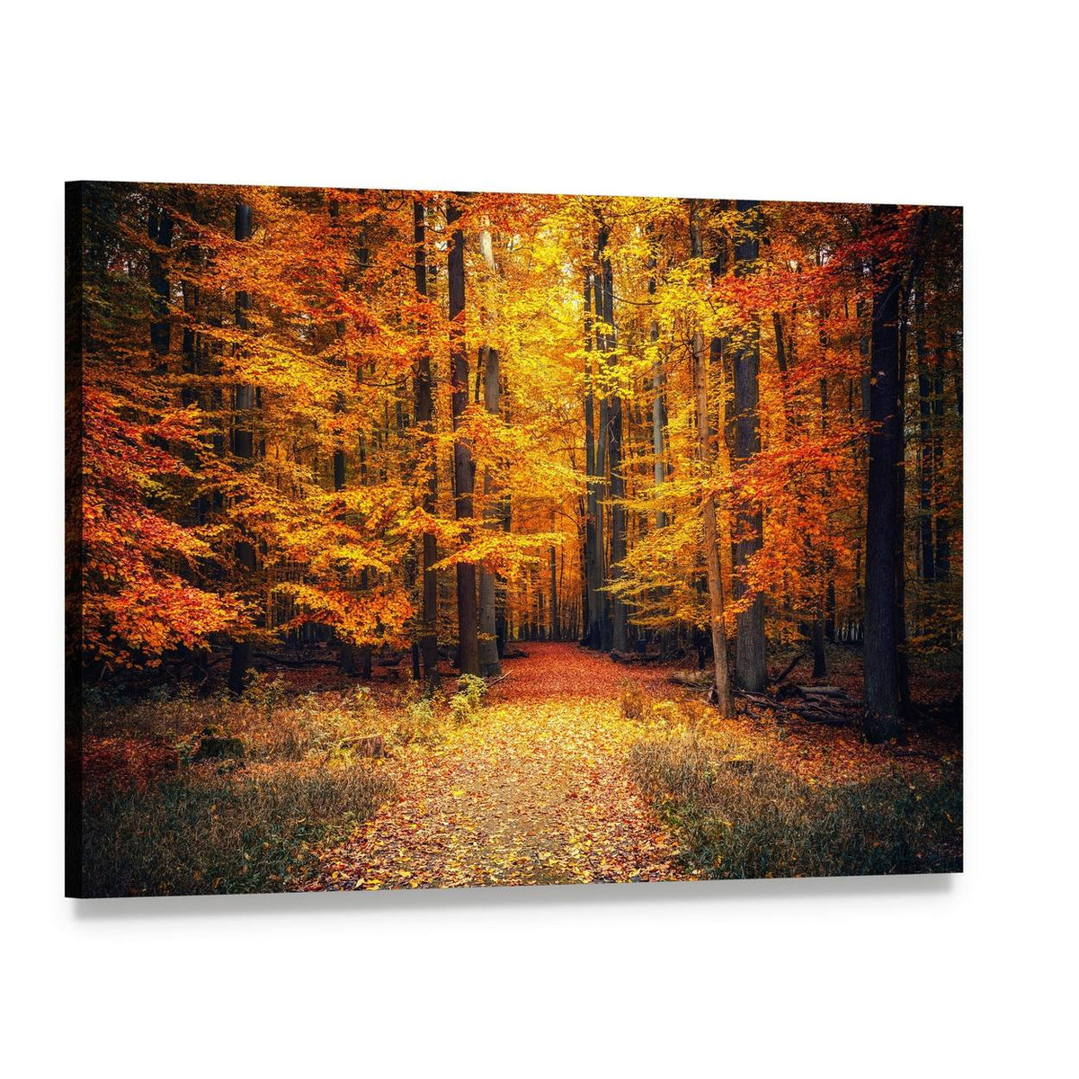 Pathway in the Autumn Park Canvas Wall Art, single panel gallery wrapped canvas, angled product view