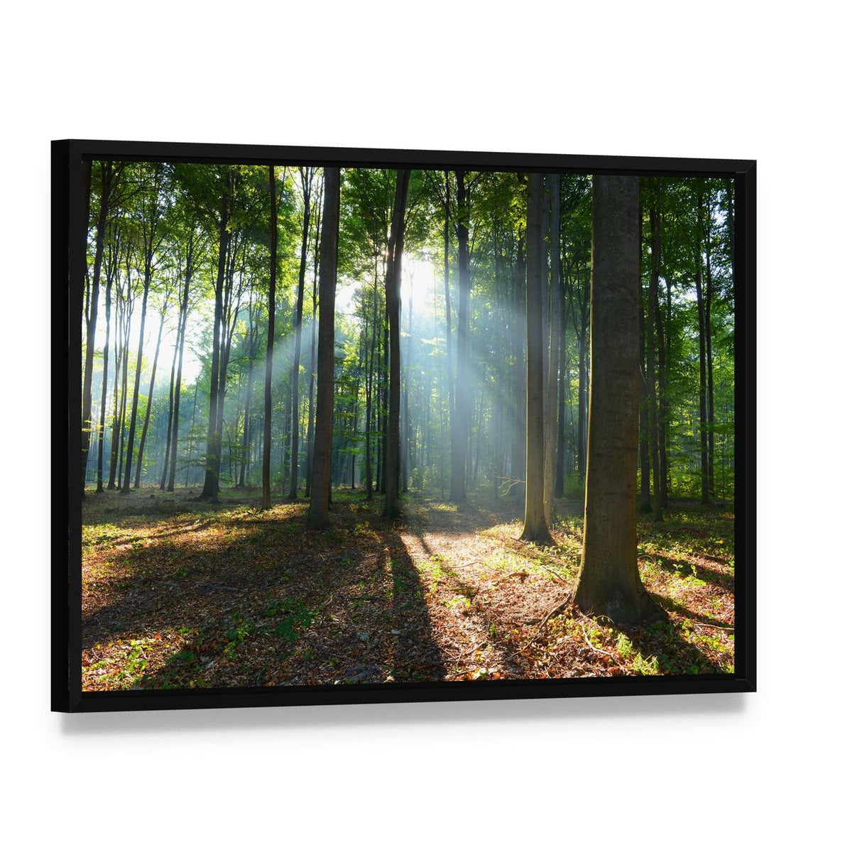Morning Light in a Forest Canvas Wall Art, framed canvas in a black floater frame, angled product view