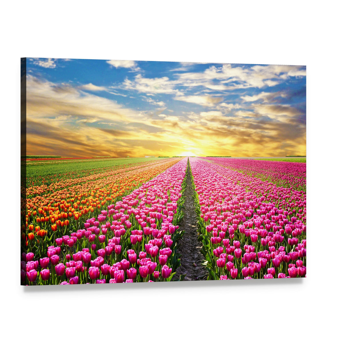 Tulip Field at Sunrise Canvas Wall Art, single panel gallery wrapped canvas, angled product view