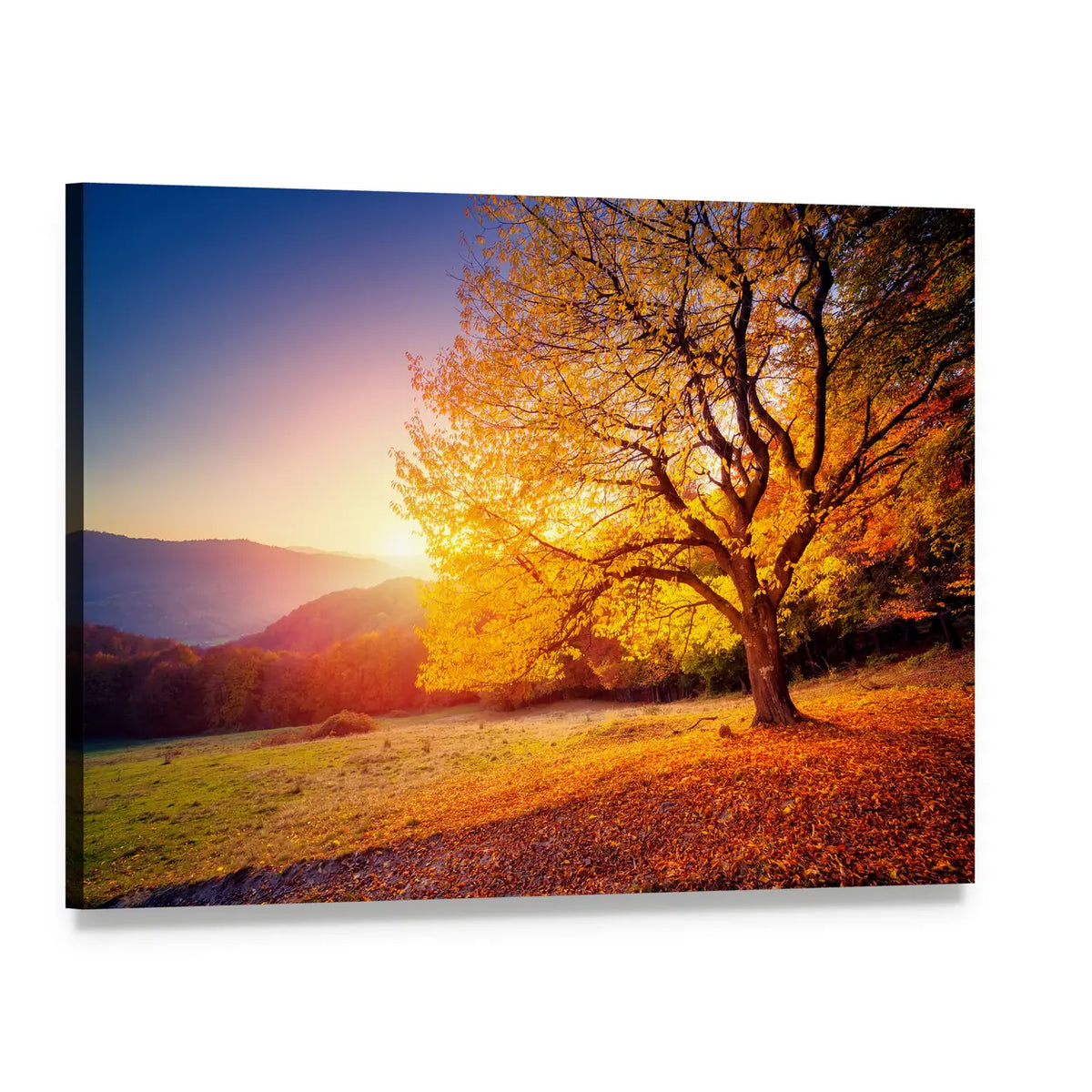 Sunlit Beech Tree on Hill Slope Canvas Wall Art, single panel gallery wrapped canvas, angled product view
