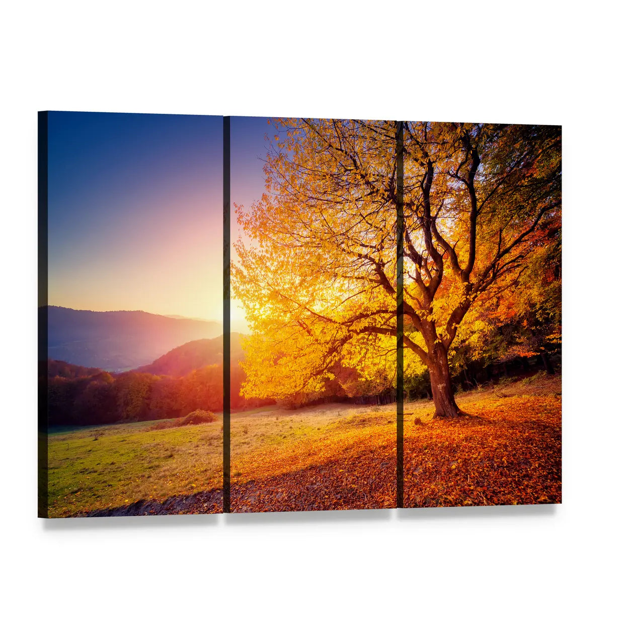 Sunlit Beech Tree on Hill Slope Canvas Wall Art, 3 panel 3 Horizontal layout gallery wrapped canvas set, angled product view