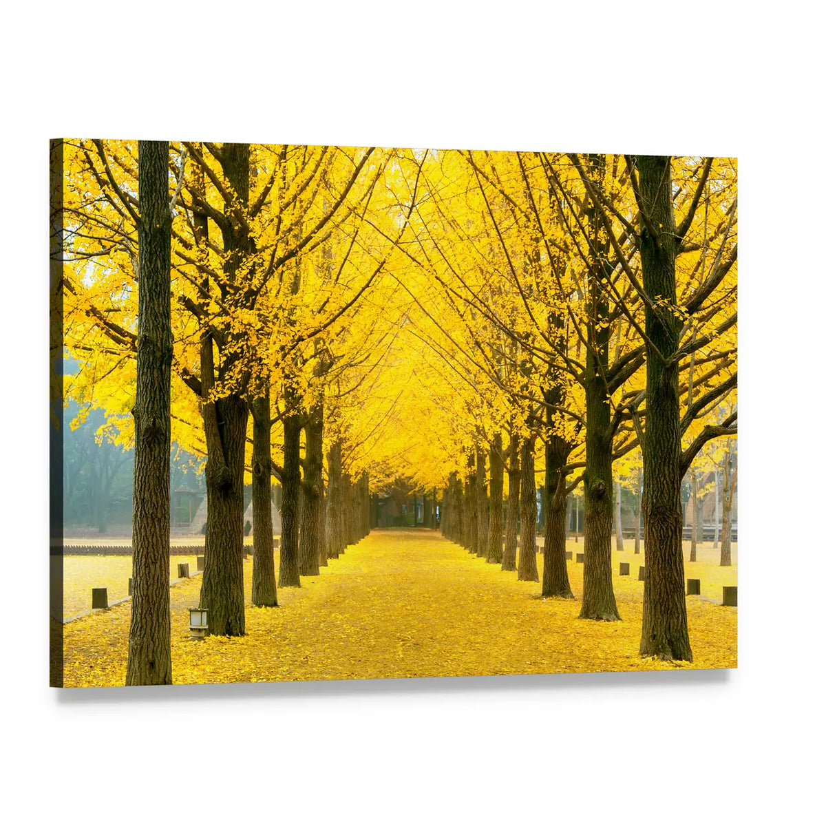 Row of Yellow Ginkgo Trees on Nami Island Canvas Wall Art, single panel gallery wrapped canvas, angled product view