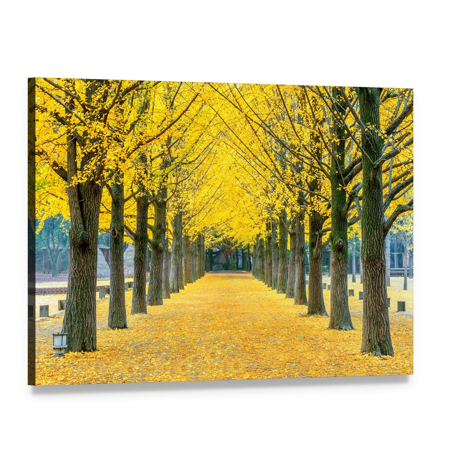 Ginkgo Trees on Nami Island Path Canvas Wall Art, single panel gallery wrapped canvas, angled product view