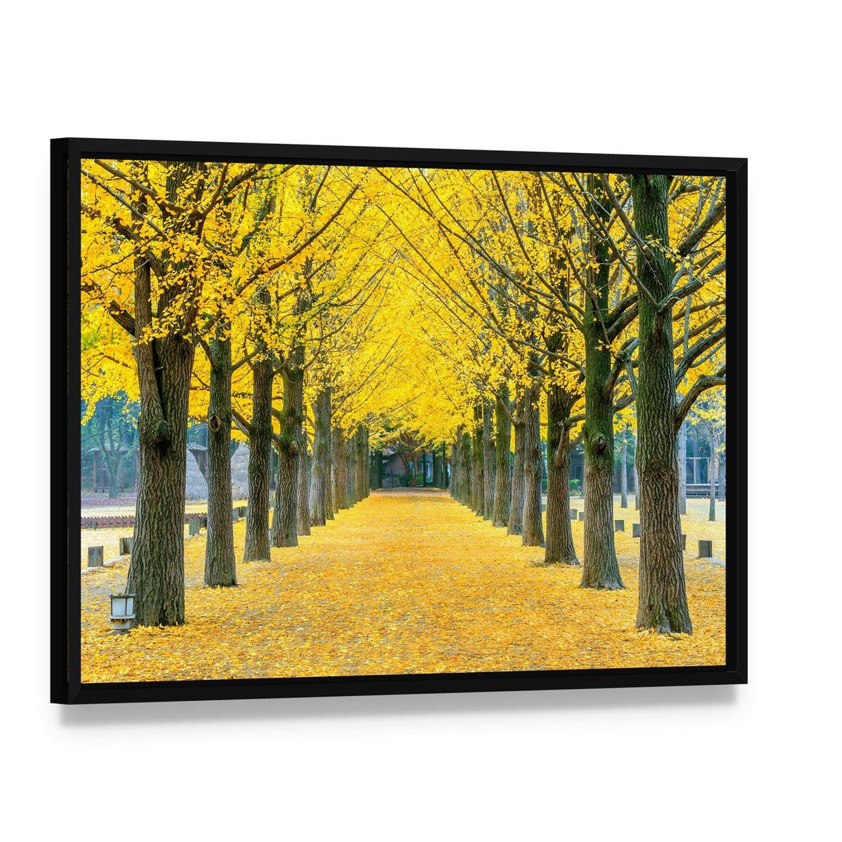 Ginkgo Trees on Nami Island Path Canvas Wall Art, framed canvas in a black floater frame, angled product view