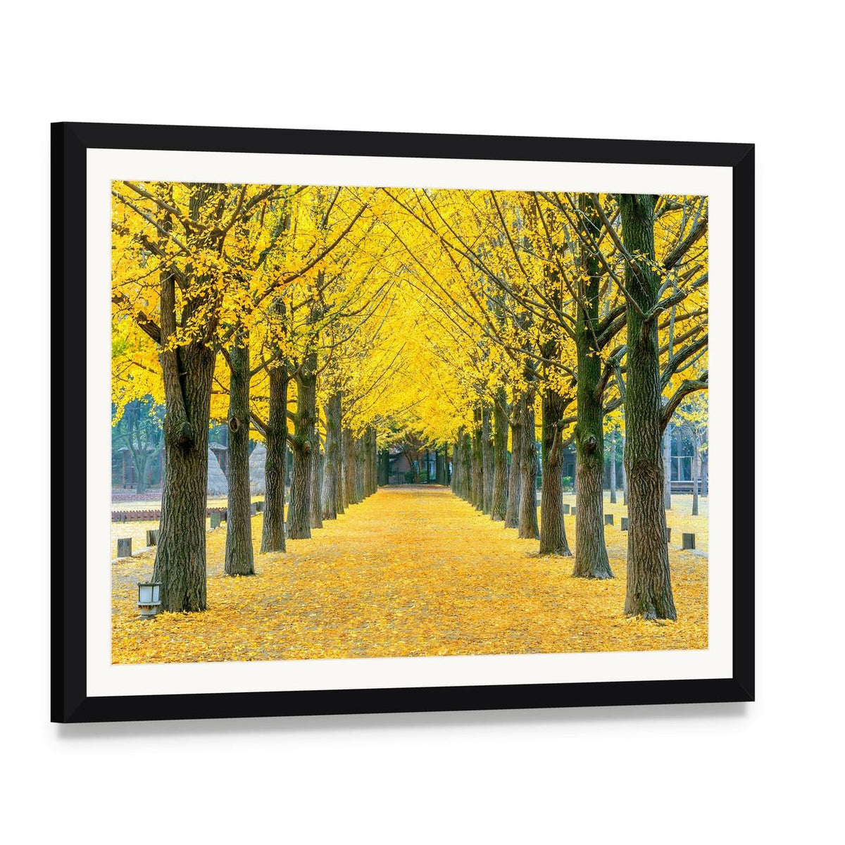 Ginkgo Trees on Nami Island Path Canvas Wall Art, framed print with white mat and black frame, angled product view