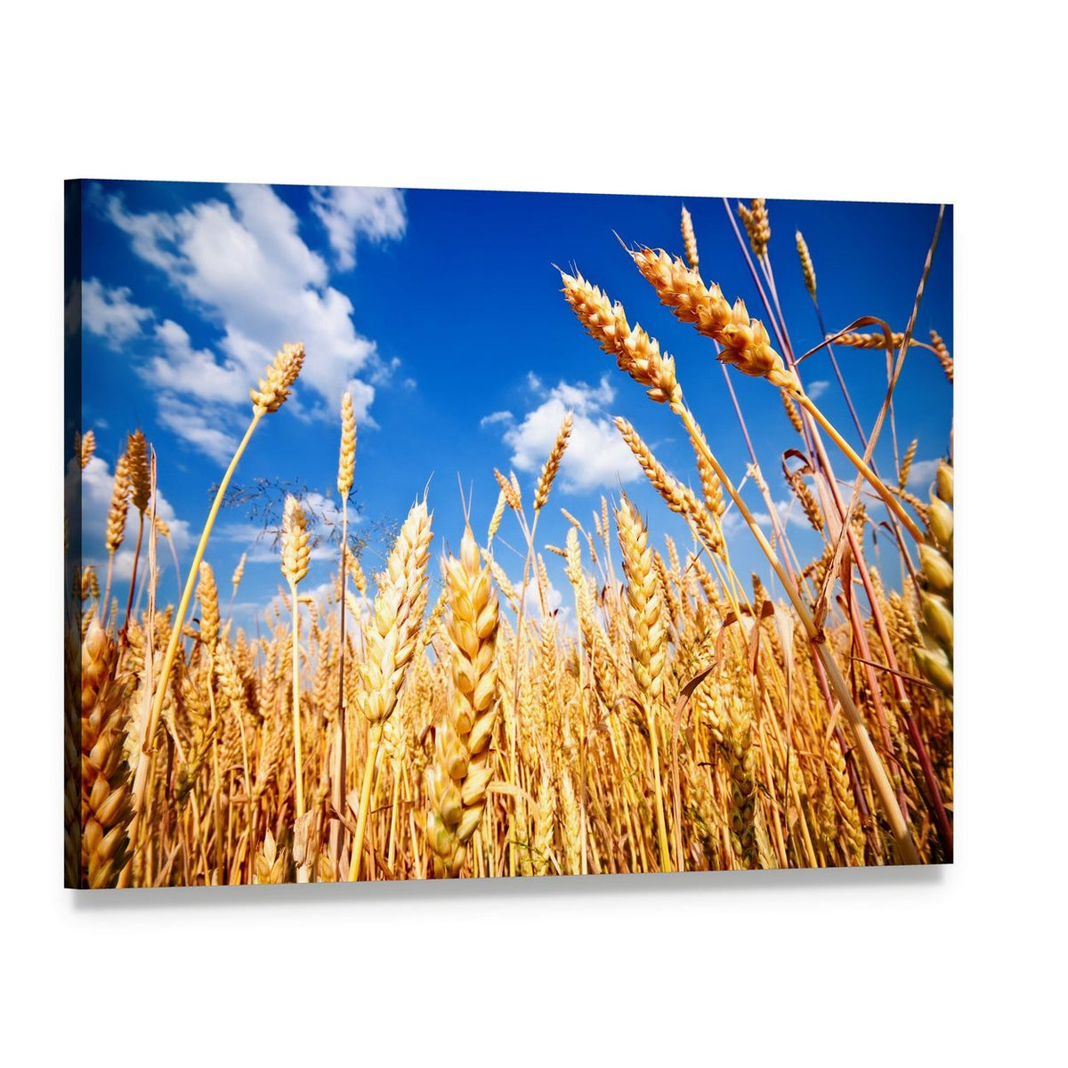 Wheat Field and Blue Sky with Clouds Canvas Wall Art, single panel gallery wrapped canvas, angled product view