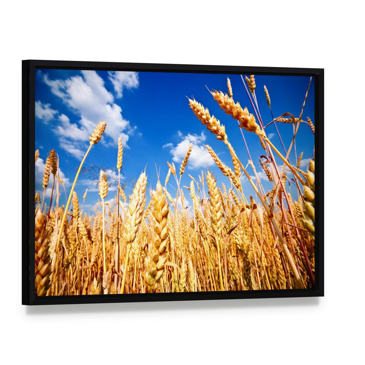 Wheat Field and Blue Sky with Clouds Canvas Wall Art, framed canvas in a black floater frame, angled product view