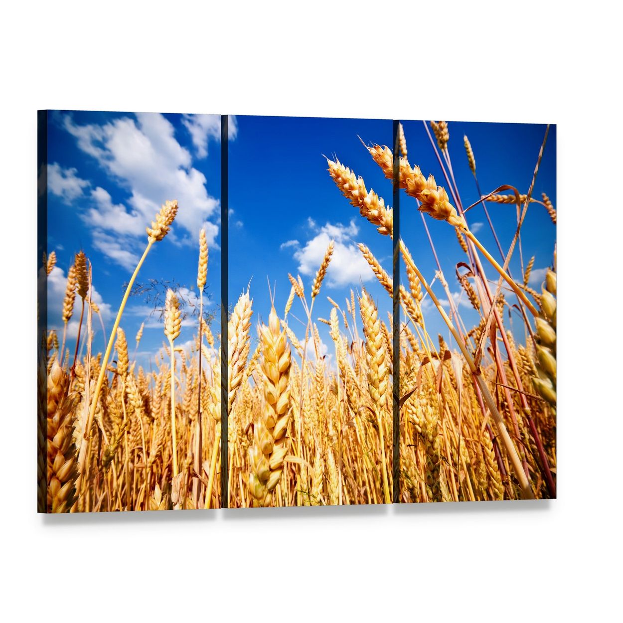 Wheat Field and Blue Sky with Clouds Canvas Wall Art, 3 panel 3 Horizontal layout gallery wrapped canvas set, angled product view