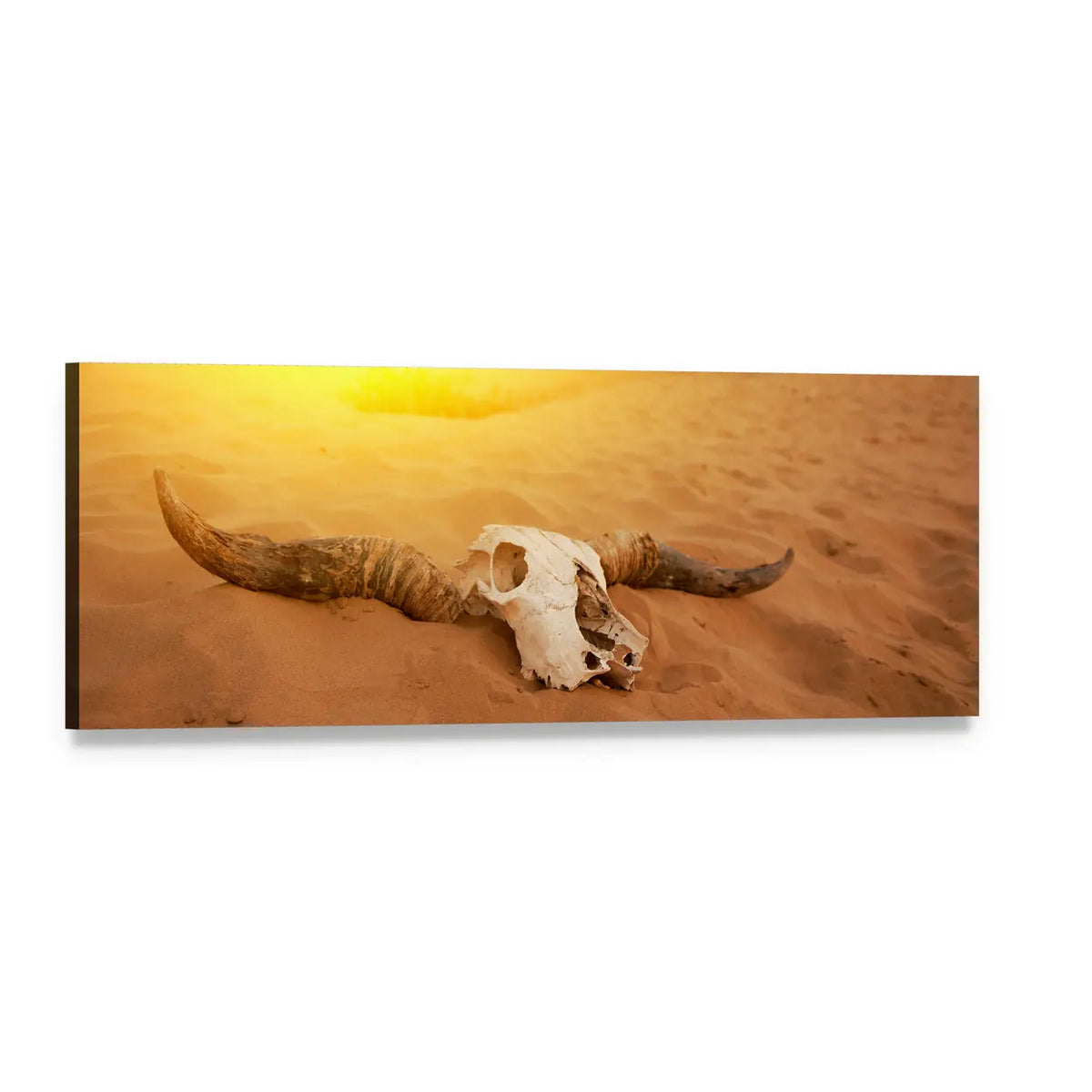 Bleached Skull on Desert Dunes Panoramic Canvas Wall Art, single panel gallery wrapped canvas, angled product view