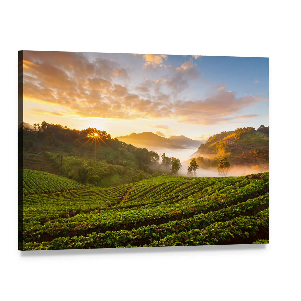 Misty Morning Sunrise In Strawberry Garden In Chiangmai Thailand Canvas Wall Art, single panel gallery wrapped canvas, angled product view